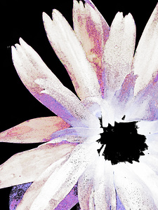 Abstract Single Purple and Pink Daisy Flower